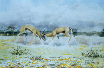 Bild Kämpfender Springbock von Uli Aschenborn